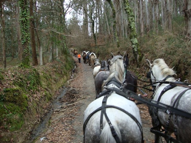 de ruta con los caballos